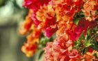 buganvillas exploten de flores