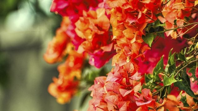 buganvillas exploten de flores
