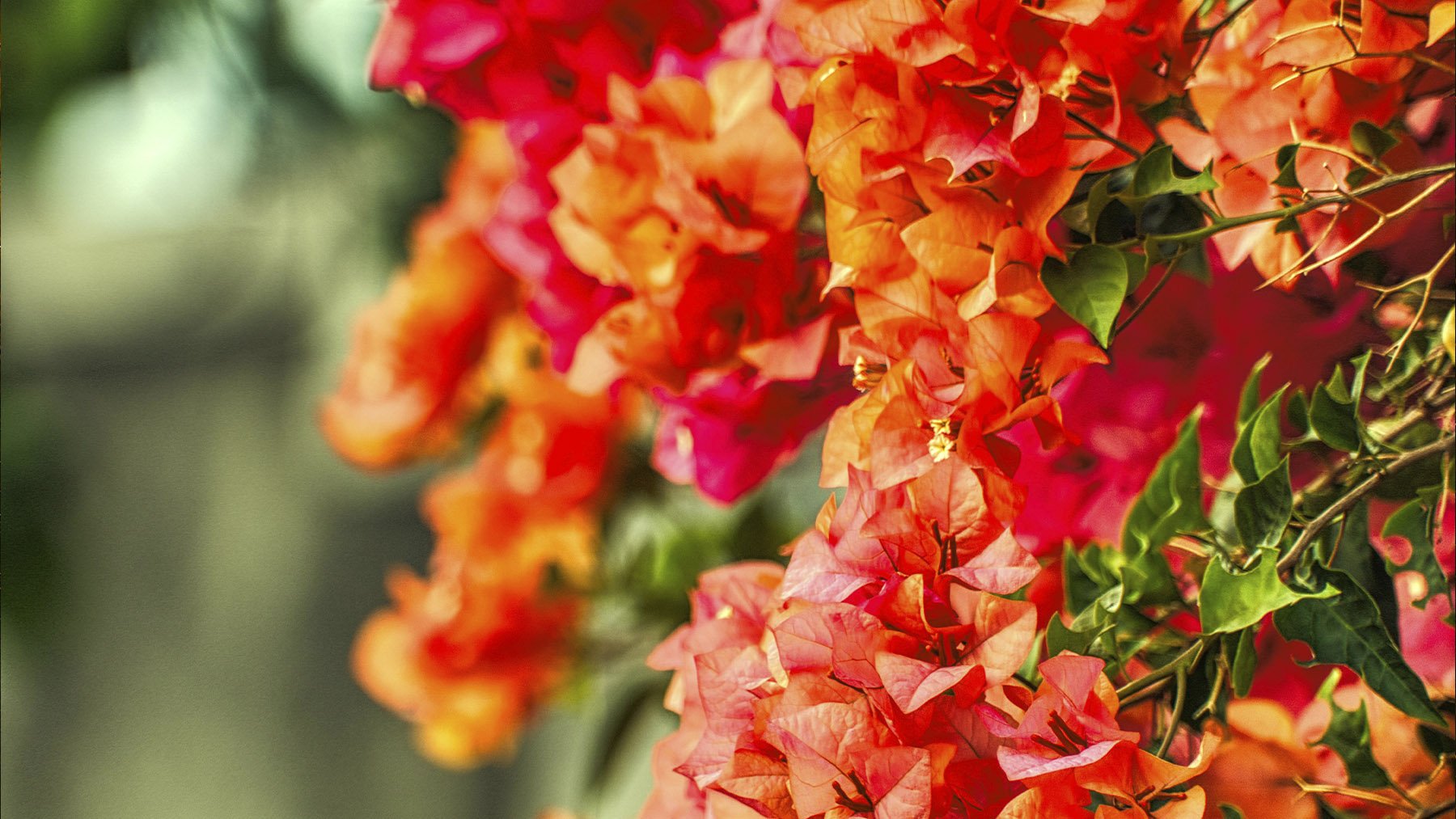 Buganvillas florecidas. Foto: Pexels.