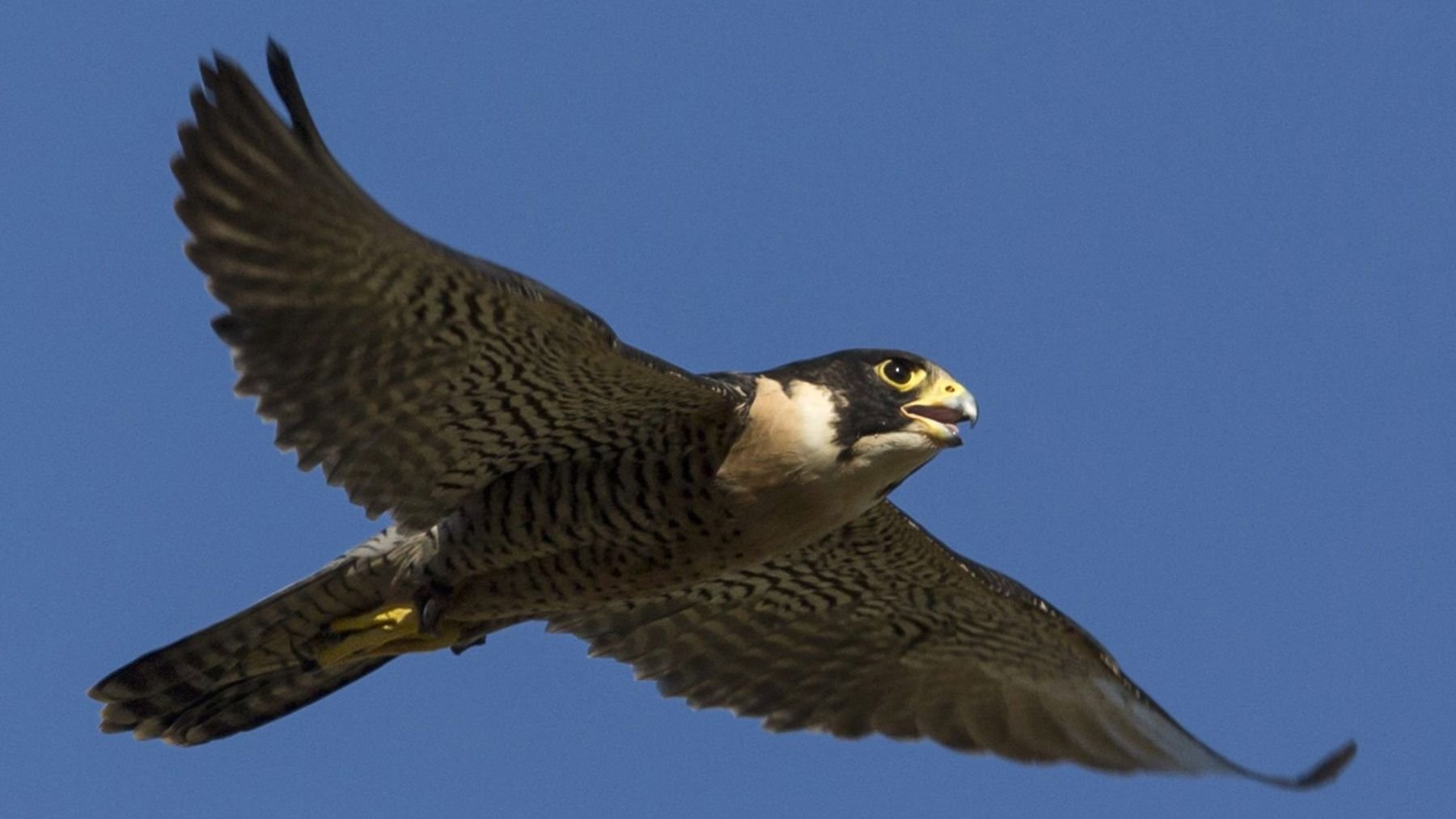 Halcón peregrino. Foto: Freepik