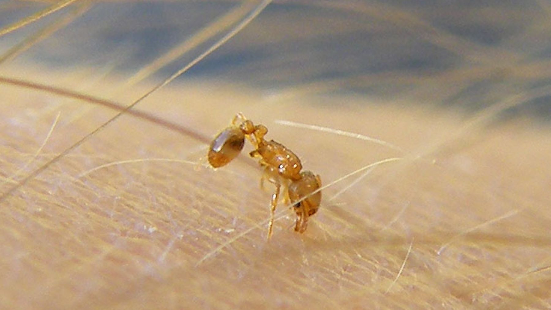 Hormiga Wasmannia auropunctata. Foto: Wikimedia Commons / Plegadis