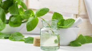 Menta