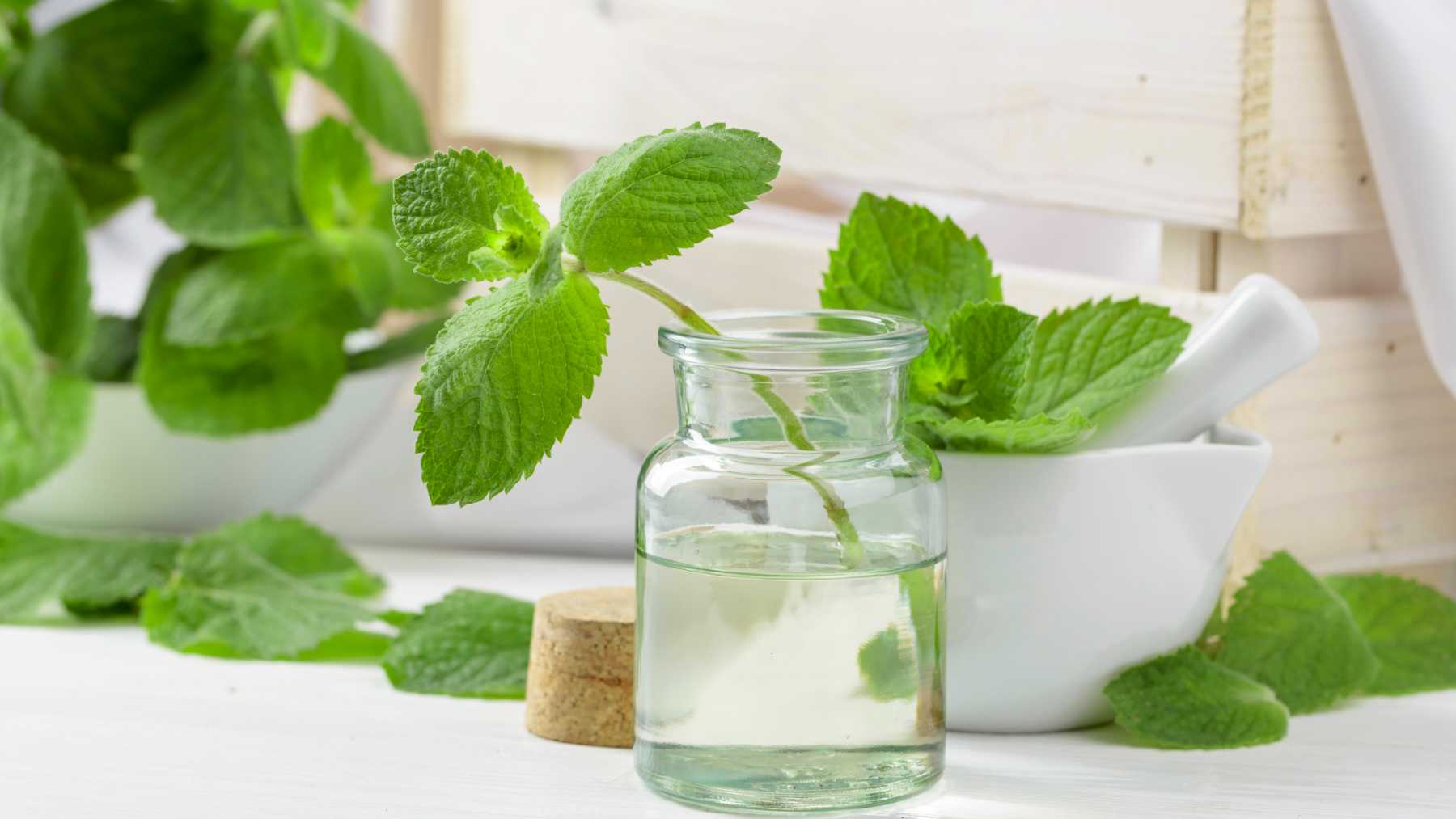 Recetas con menta: frescura y sabor para tus platos dulces y salados