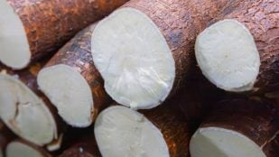 Yuca