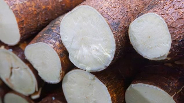Yuca