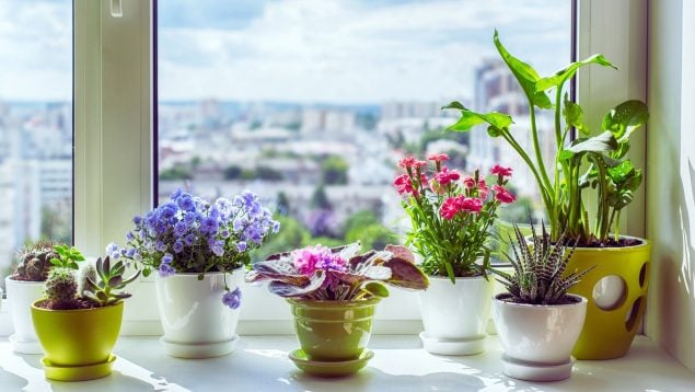 Plantas en agua