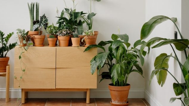 Mejor hora para regar las plantas
