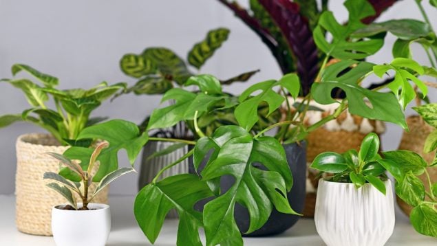 El truco para las plantas