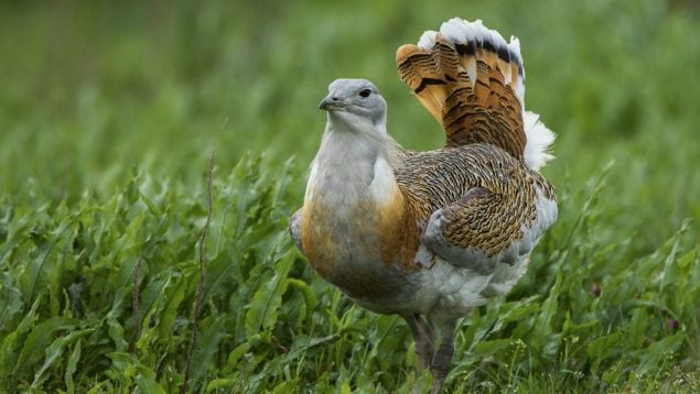 Avutarda, ave, animales, anturaleza