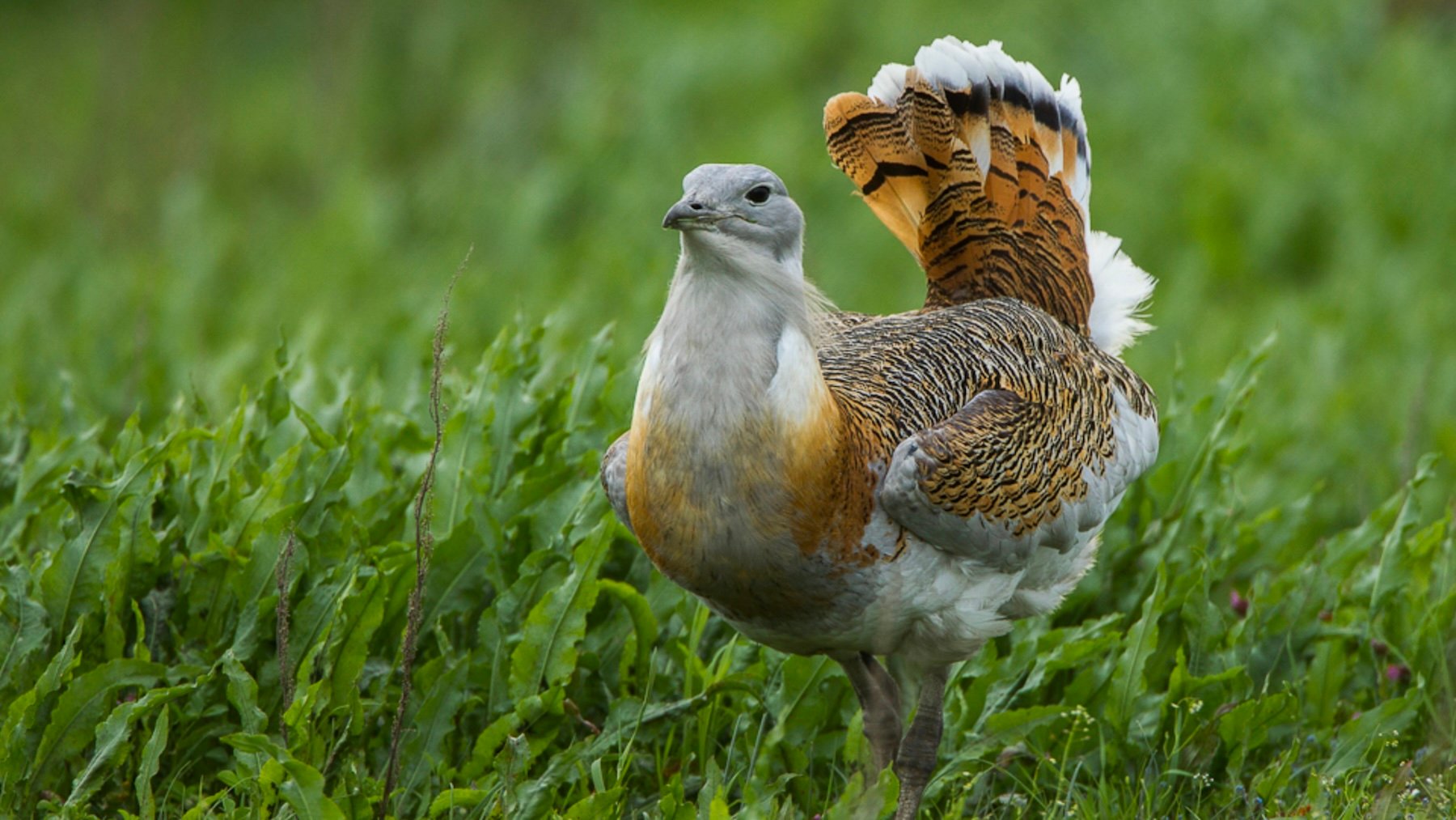Ni águila ni avestruz: el ave voladora más grande de España pesa como 50 palomas y puede automedicarse