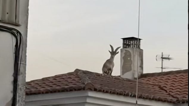 Cabra, animales, Córdoba