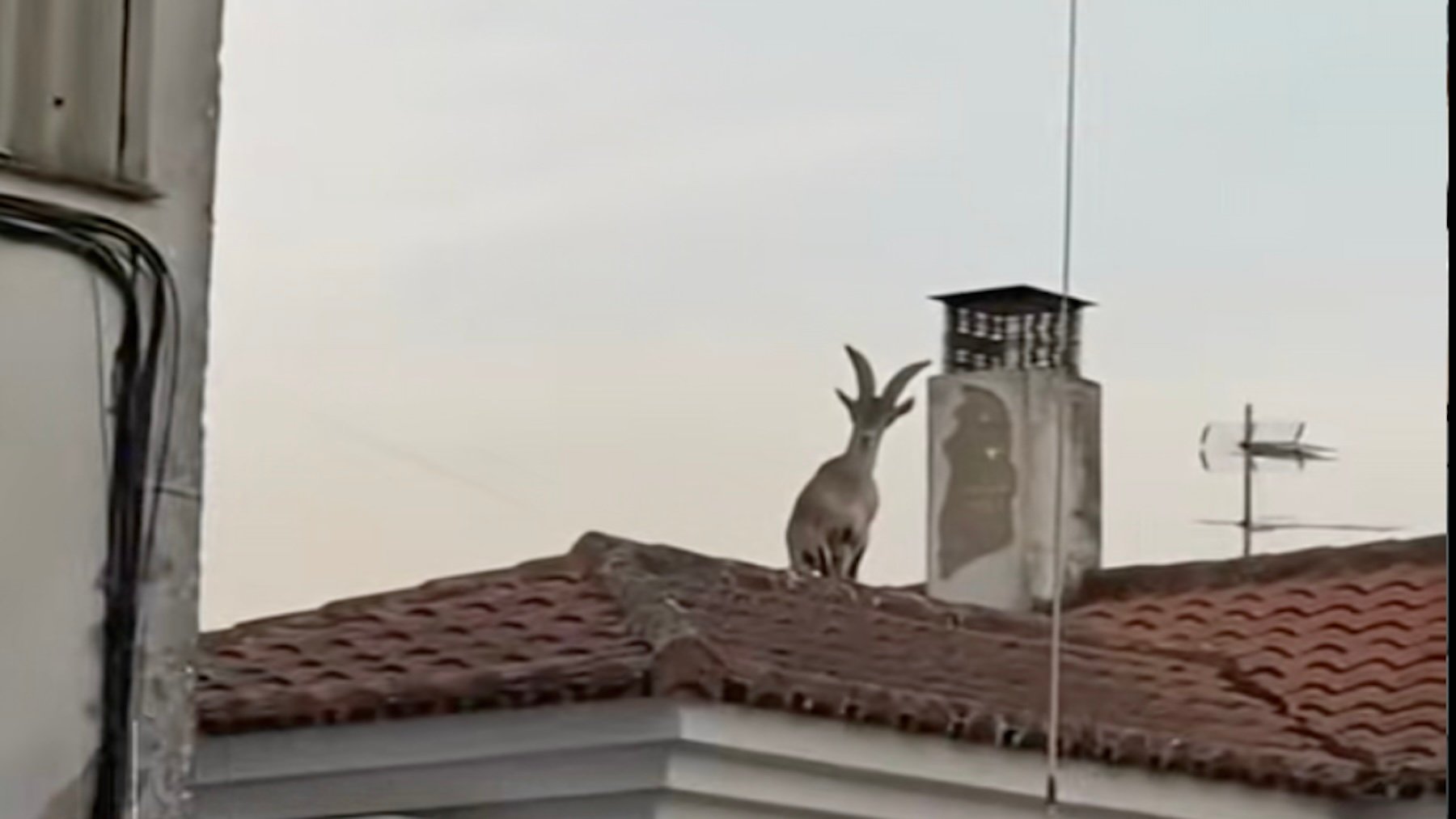 Cabra montés en el tejado. Imagen: Canal Sur.