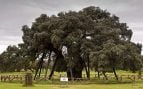 La Terrona, encina, árbol, Extremadura