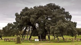 La Terrona, encina, árbol, Extremadura