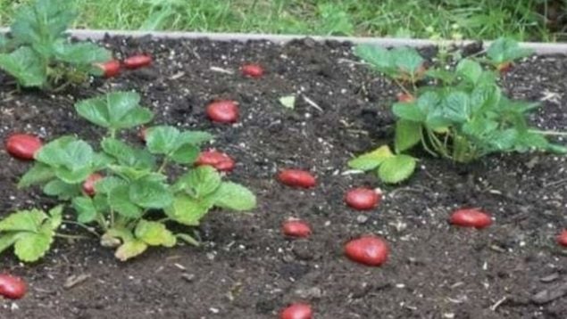 Piedras, plantas, curiosidades