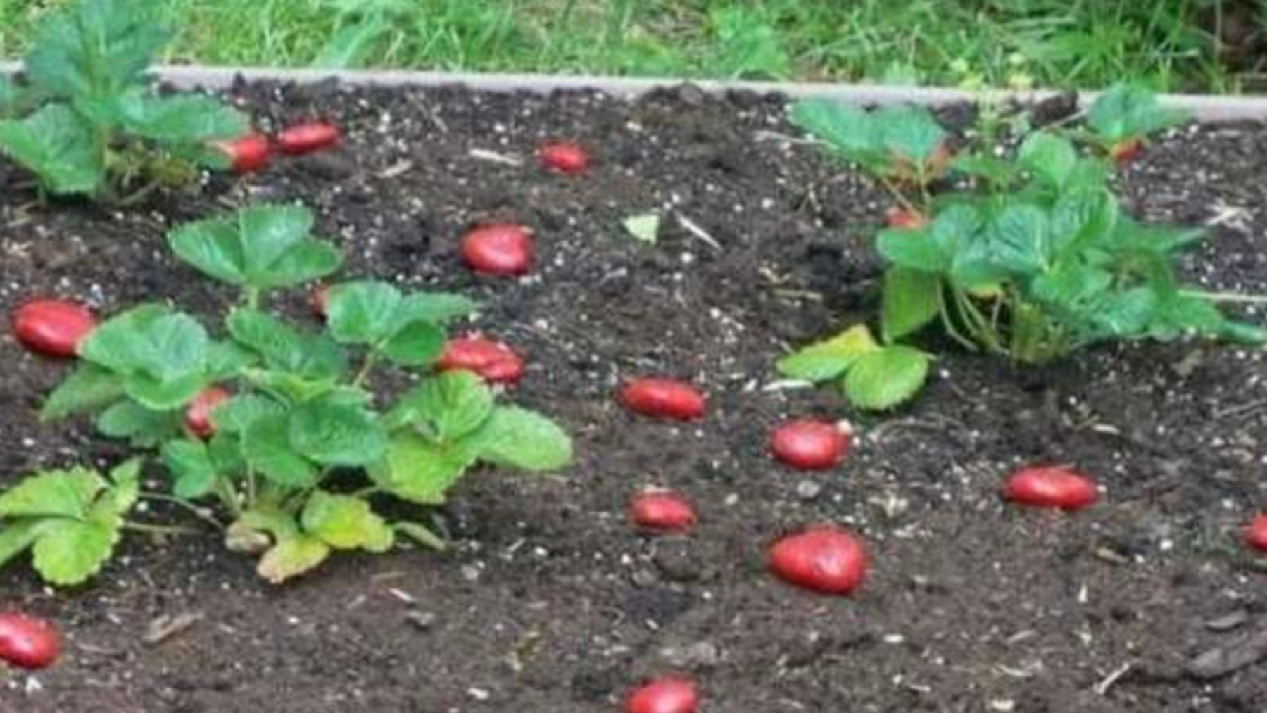 Ni pesticidas ni trampas: el ingenioso truco de una abuela para espantar a los pájaros de su jardín