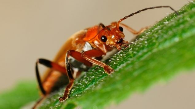 Insecto en España