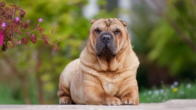 Las razas de perro