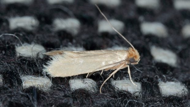 Tineola bisselliella