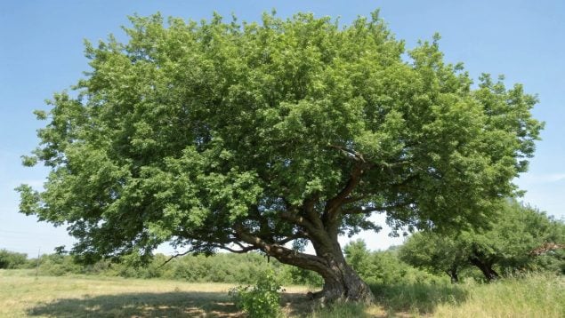 Árbol, ciencia