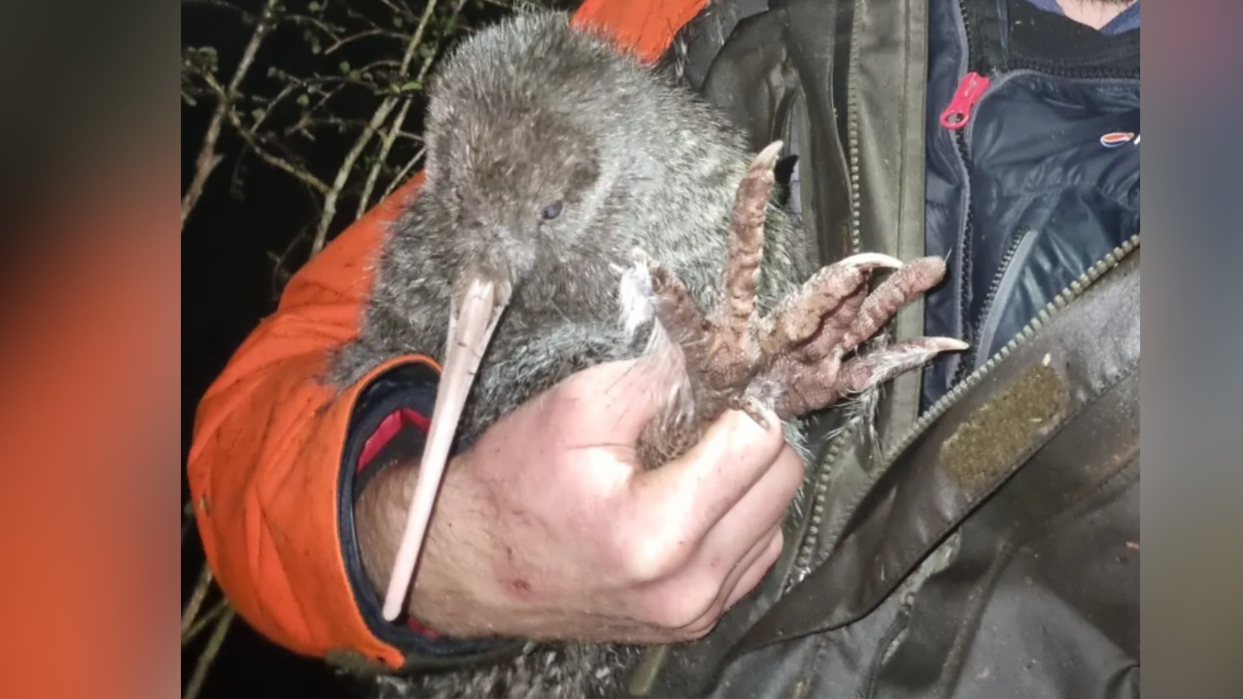 Kiwi pukupuku. Imagen: Iain Graham, DOC