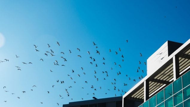 Aves, animal, fauna, curiosidades