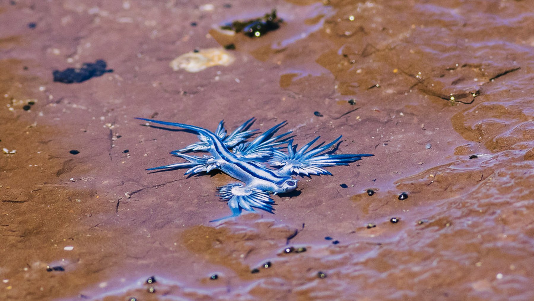 Dragón azul sobre la orilla de una playa. Foto: M Hooper en Flickr.