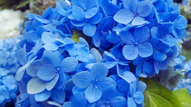Hortensias azules
