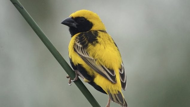 Euplectes afer, pájaro, aves, especie invasora