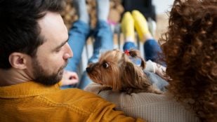 Perros, animales, mascotas