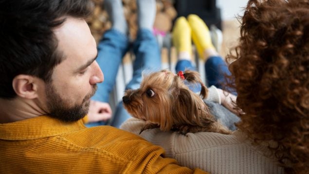 Perros, animales, mascotas