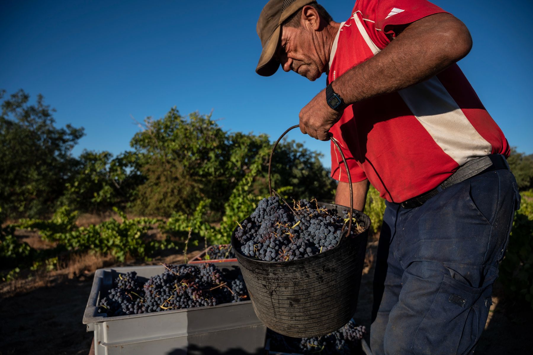 Un obrero trabaja en el viñedo de Las Moradas de San Martin. (Getty Images)