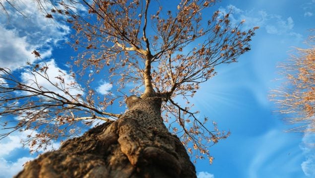 Descubrimiento de un tubo de bronce de 75.000 euros en un árbol, jubilado encuentra un tesoro en un árbol, hallazgo increíble en un árbol, descubrimiento arqueológico raro en árboles.
