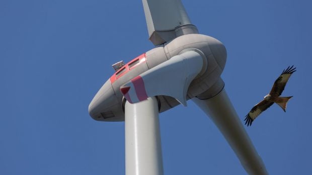 Ave palas aerogenerador