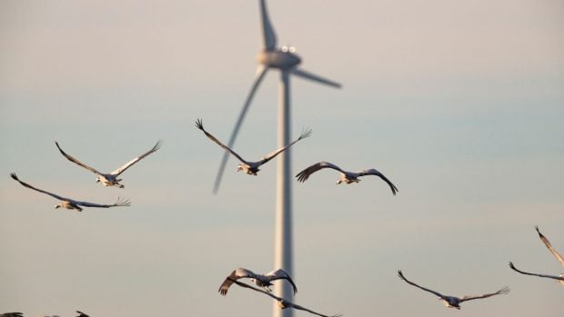 Aves eólica
