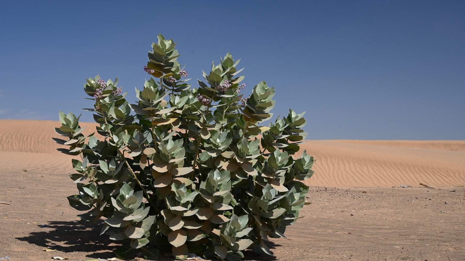 Calotropis procera. Imagen: Krzysztof Ziarnek.