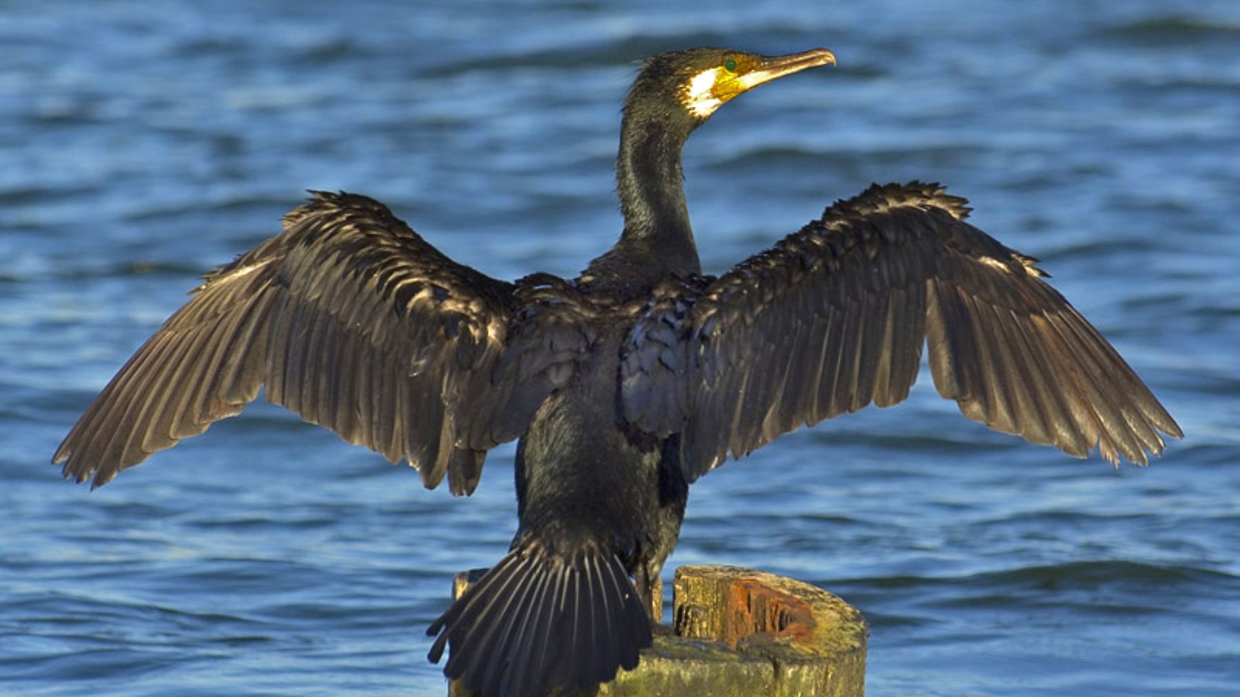 Cormorán grande. Foto: Wikimedia Commons