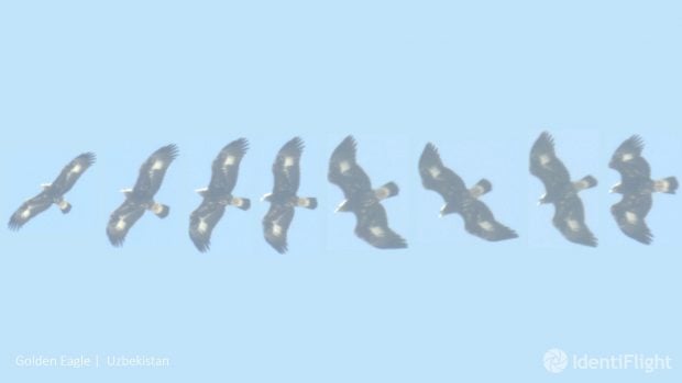 Identiflight