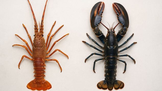 Langosta, bogavante, marisco