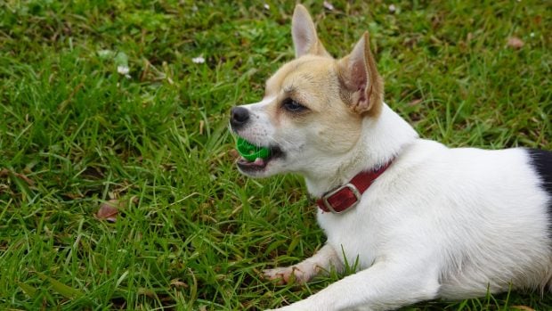 Los perros suelen coger cosas del suelo durante los paseos, lo cual aumenta el riesgo de envenenamiento. 