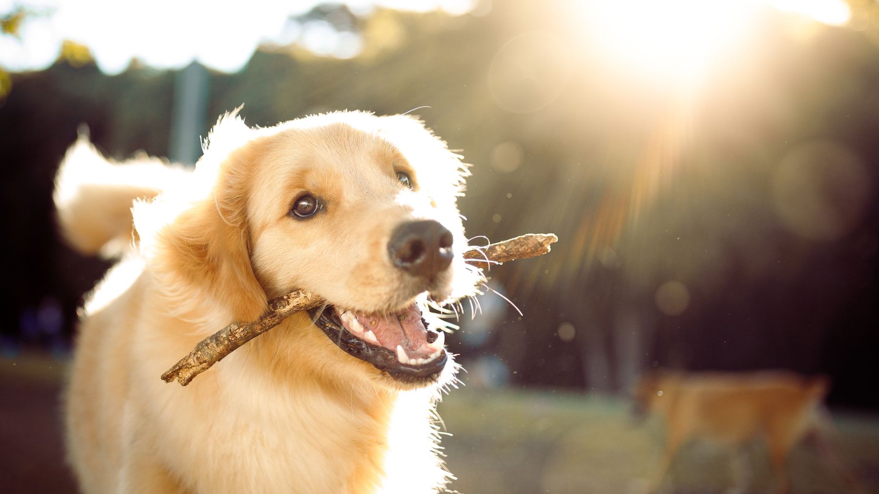 Los perros suelen coger cosas del suelo durante los paseos, lo cual aumenta el riesgo de envenenamiento.
