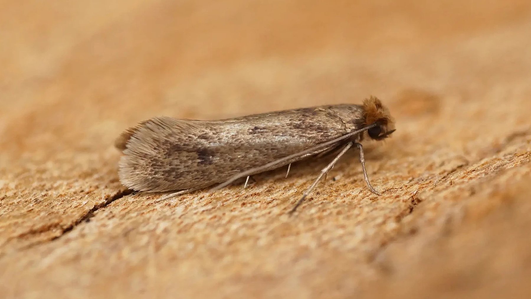 Polilla de la ropa. Foto: Animalia.