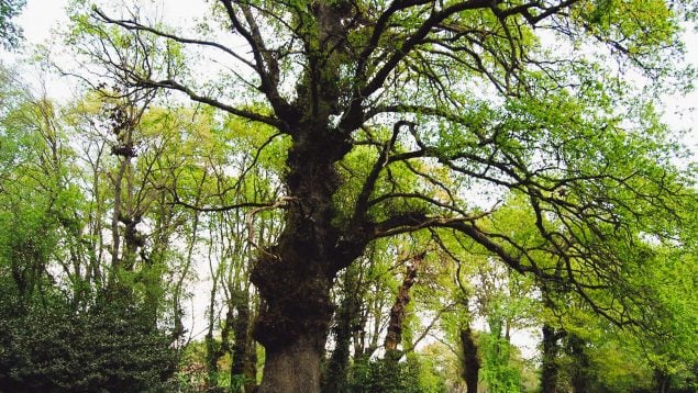 roble más grande de España