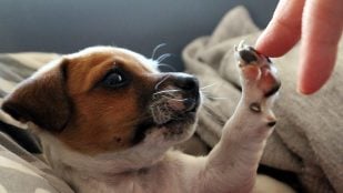 El perro te pone las patas encima