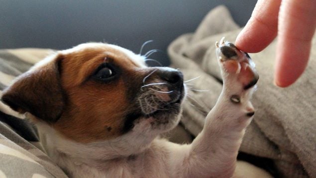 El perro te pone las patas encima