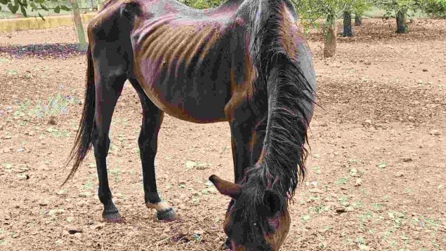 caballos desnutridos