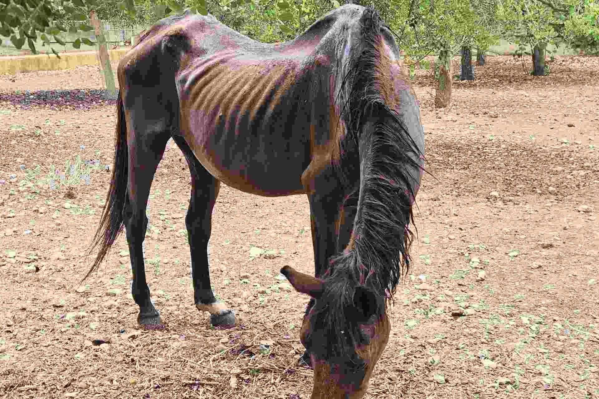 Uno de los caballos desnutridos que fueron rescatados por el Seprona y la Policía Local de Palma.