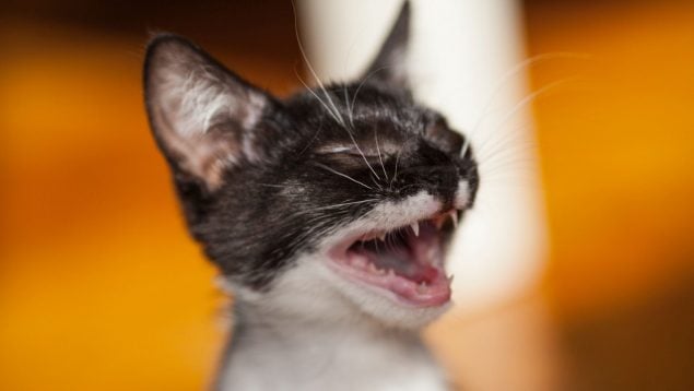Gatos, curiosidades, animales