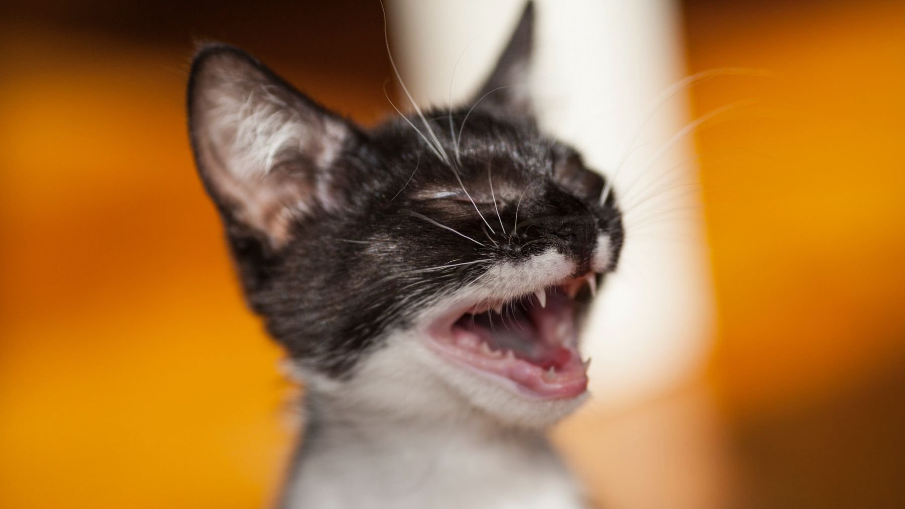Un gato. Foto: Freepik