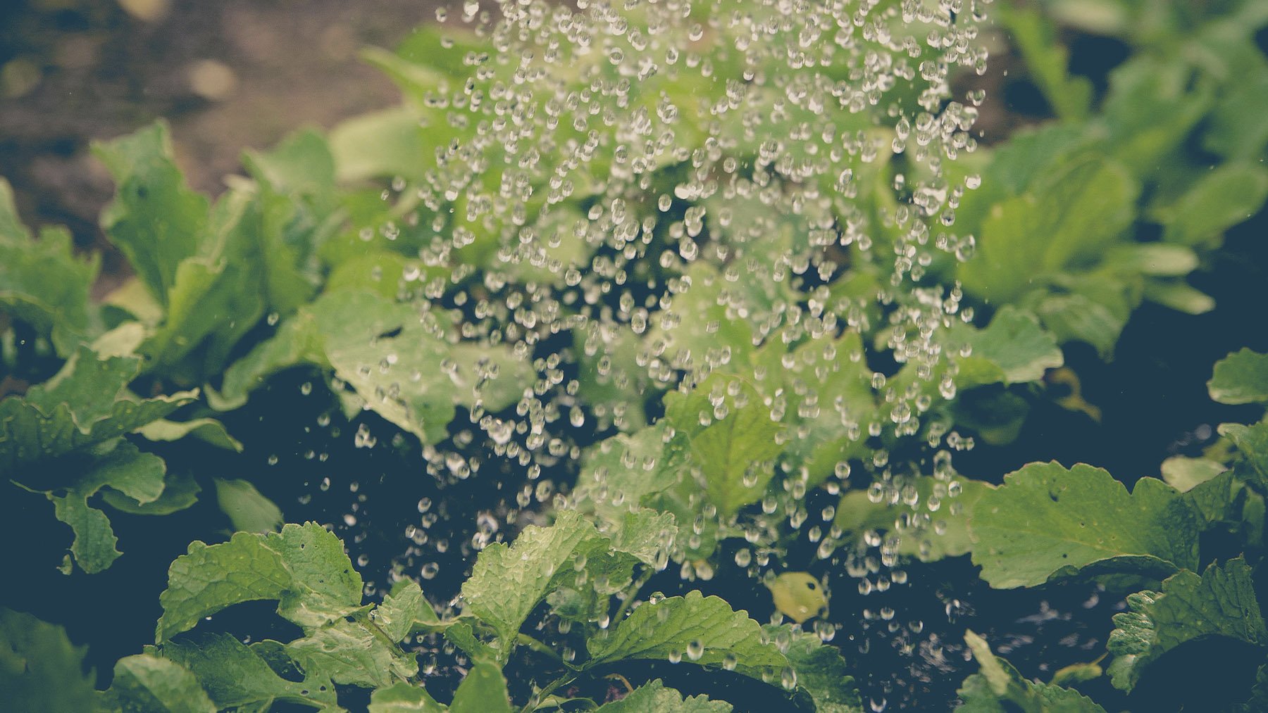 Riego de plantas. Foto: Pexels.